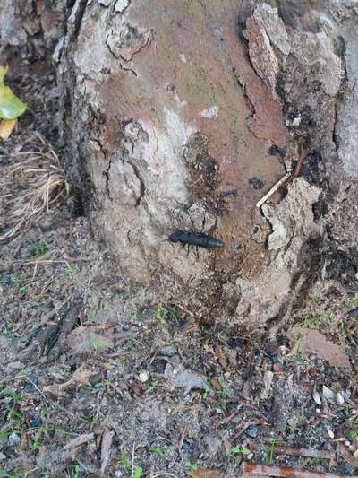 Die wunderschöne Welt mit Hund.-Beitrag-Bild