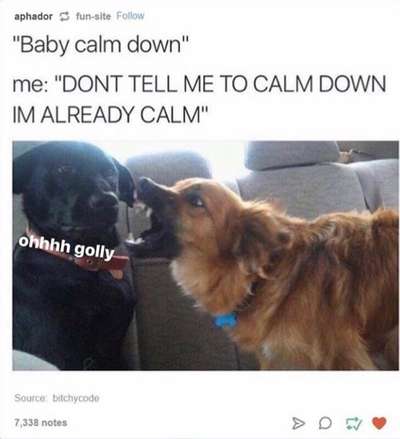 Hunde Memes-Beitrag-Bild