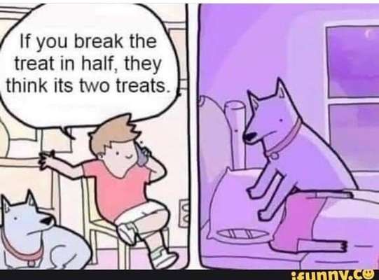 Hunde Memes-Beitrag-Bild