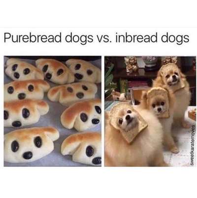 Hunde Memes-Beitrag-Bild