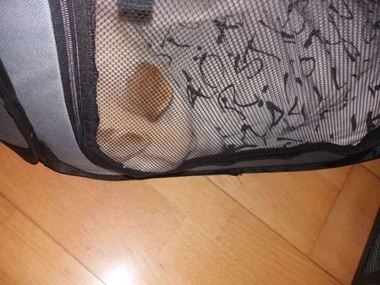 Erfahrung mit älteren Hunden-Beitrag-Bild