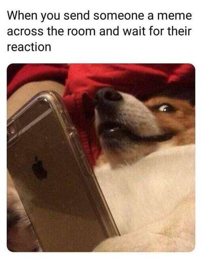 Hunde Memes-Beitrag-Bild