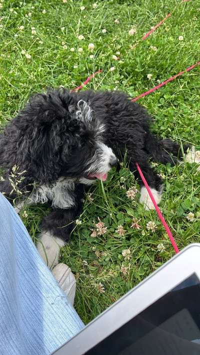 Hundetreffen-Welpentreffen in Lindenthal/Sülz-Bild