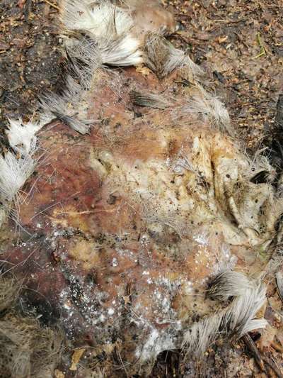 Giftköder-Giftköder im Reichswald-Bild