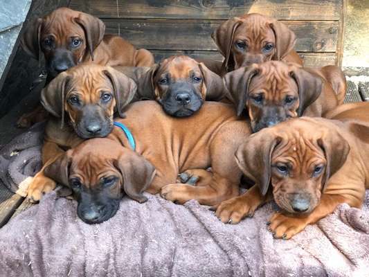 Rhodesian Ridgeback-Beitrag-Bild