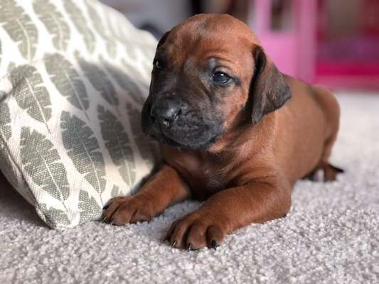 Rhodesian Ridgeback-Beitrag-Bild