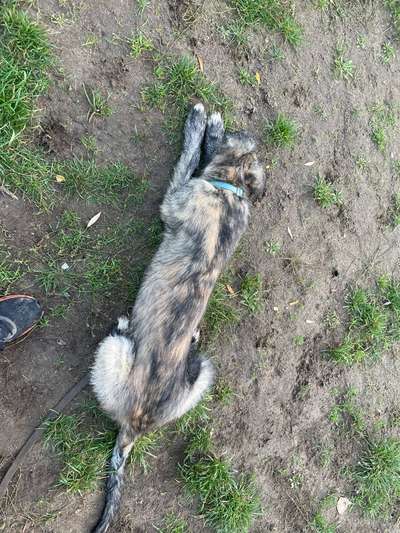 eure Spitznamen für die Vierbeiner-Beitrag-Bild