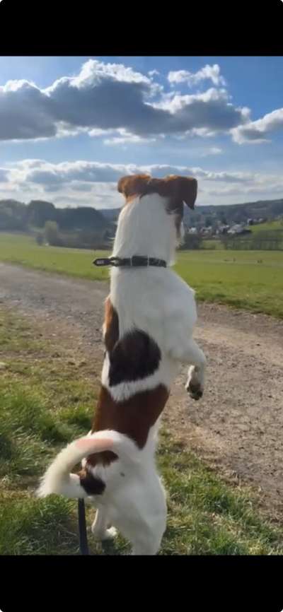 Kromfohrländer-Beitrag-Bild