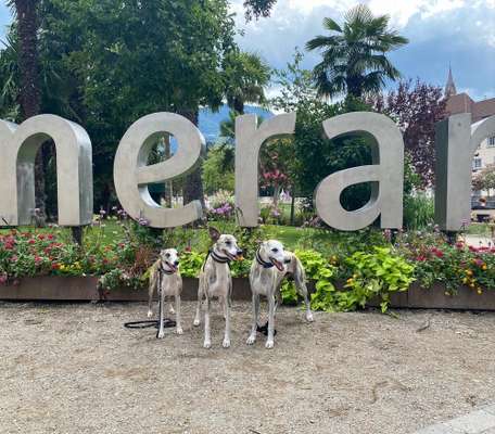 Windhunde - Treffen der besonderen Schönheiten
HERZLICH WILLKOMMEN-Beitrag-Bild