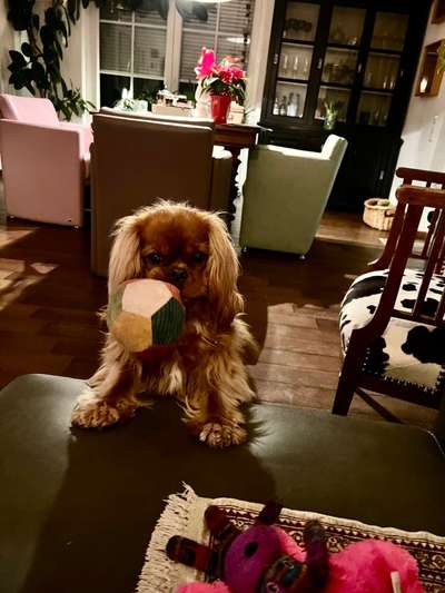 Dogorama Photo Challenge - Lieblingsspielzeug!-Beitrag-Bild