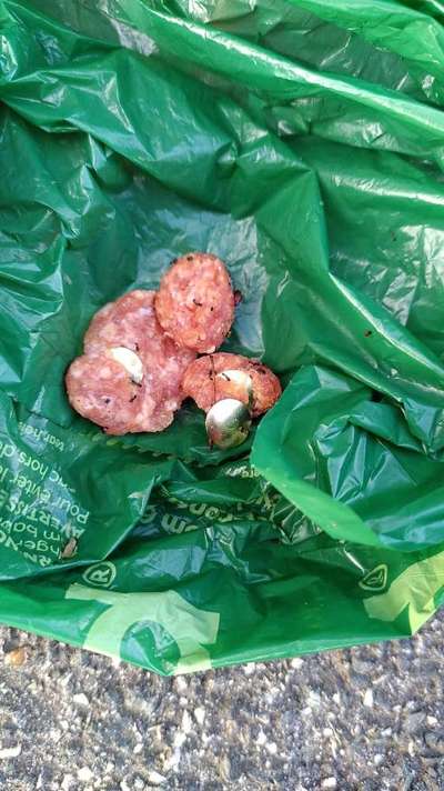 Giftköder-Reißzwecken in Fleisch-Bild