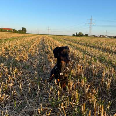 Hundetreffen-Gassi/-Spielkameraden gesucht-Bild