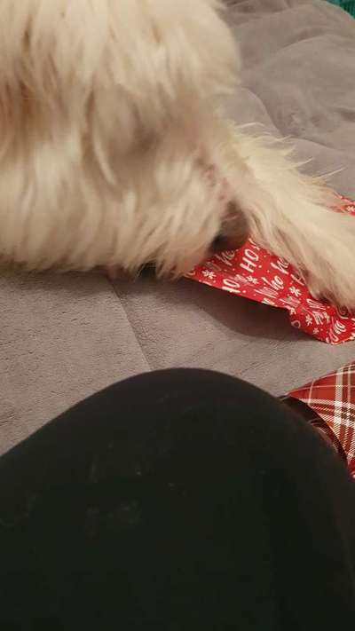 TierschutzhundeStammtisch🐕-Beitrag-Bild