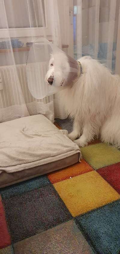 TierschutzhundeStammtisch🐕-Beitrag-Bild