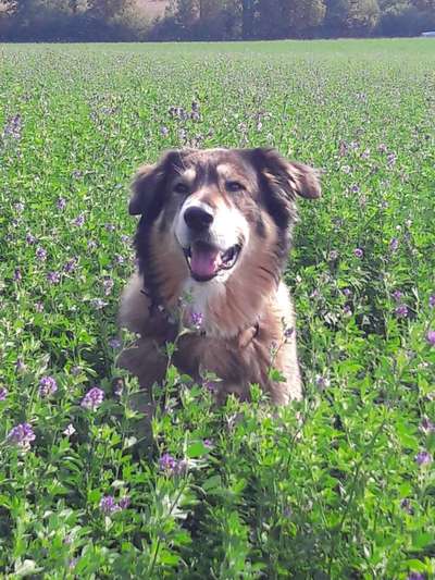 TierschutzhundeStammtisch🐕-Beitrag-Bild