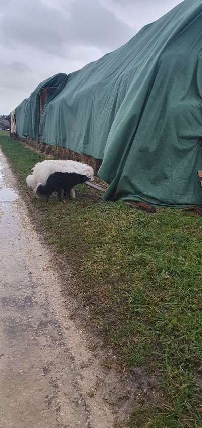 TierschutzhundeStammtisch🐕-Beitrag-Bild