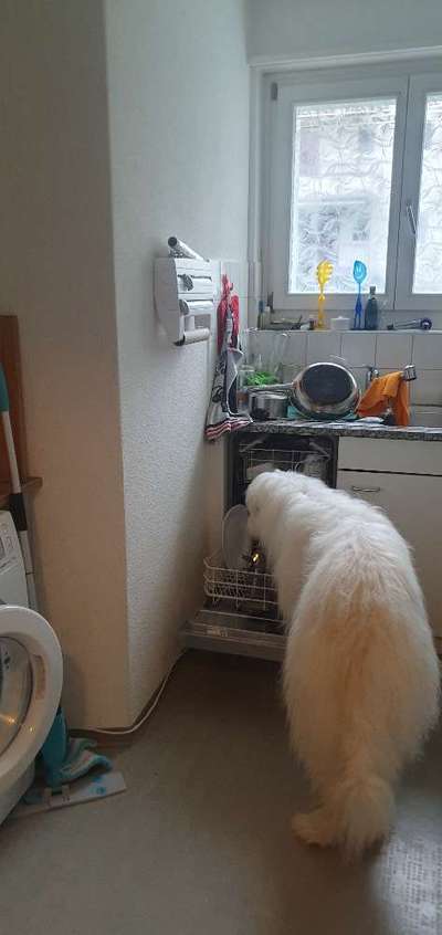 TierschutzhundeStammtisch🐕-Beitrag-Bild