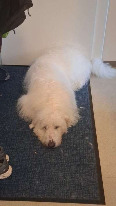 TierschutzhundeStammtisch🐕-Beitrag-Bild