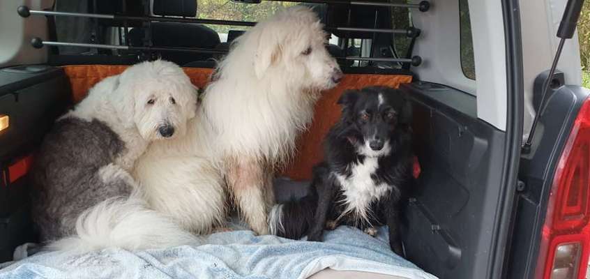 TierschutzhundeStammtisch🐕-Beitrag-Bild