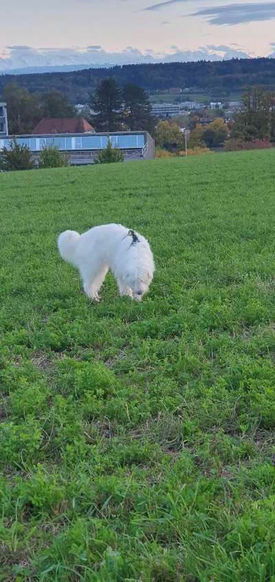 TierschutzhundeStammtisch🐕-Beitrag-Bild