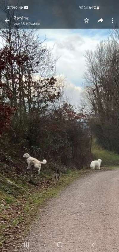 TierschutzhundeStammtisch🐕-Beitrag-Bild