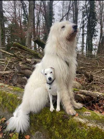 TierschutzhundeStammtisch🐕-Beitrag-Bild