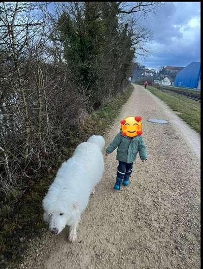 TierschutzhundeStammtisch🐕-Beitrag-Bild