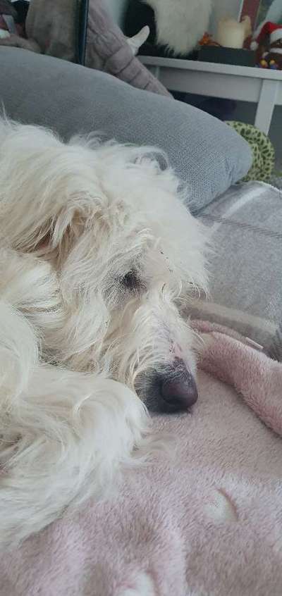 TierschutzhundeStammtisch🐕-Beitrag-Bild