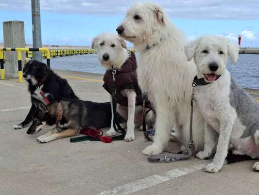 TierschutzhundeStammtisch🐕-Beitrag-Bild