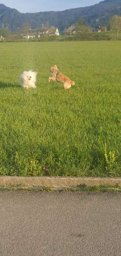 TierschutzhundeStammtisch🐕-Beitrag-Bild