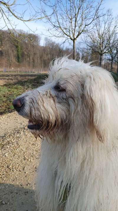 TierschutzhundeStammtisch🐕-Beitrag-Bild