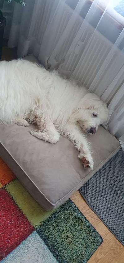 TierschutzhundeStammtisch🐕-Beitrag-Bild