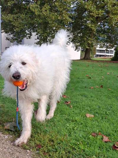 Gibts hier Mioritic Besitzer?-Beitrag-Bild