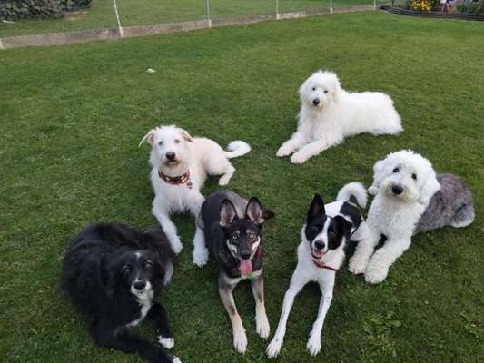 TierschutzhundeStammtisch🐕-Beitrag-Bild