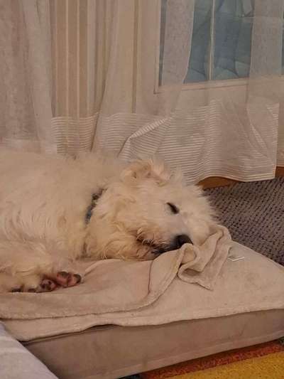 TierschutzhundeStammtisch🐕-Beitrag-Bild