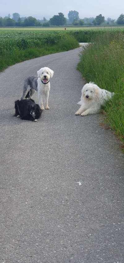 TierschutzhundeStammtisch🐕-Beitrag-Bild