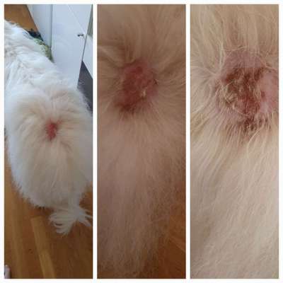 TierschutzhundeStammtisch🐕-Beitrag-Bild