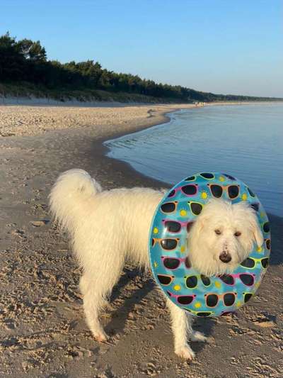 TierschutzhundeStammtisch🐕-Beitrag-Bild