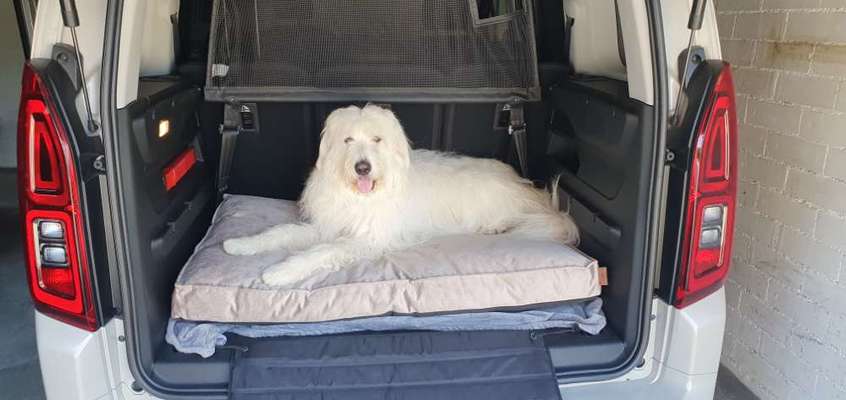 TierschutzhundeStammtisch🐕-Beitrag-Bild