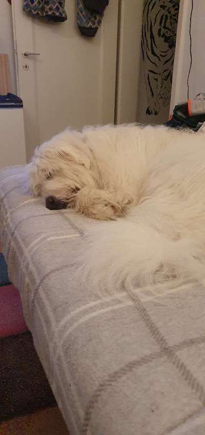 TierschutzhundeStammtisch🐕-Beitrag-Bild