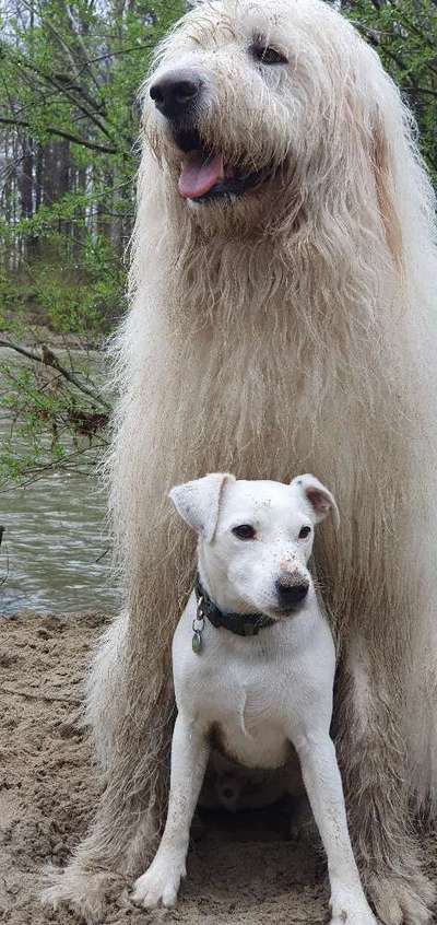 TierschutzhundeStammtisch🐕-Beitrag-Bild