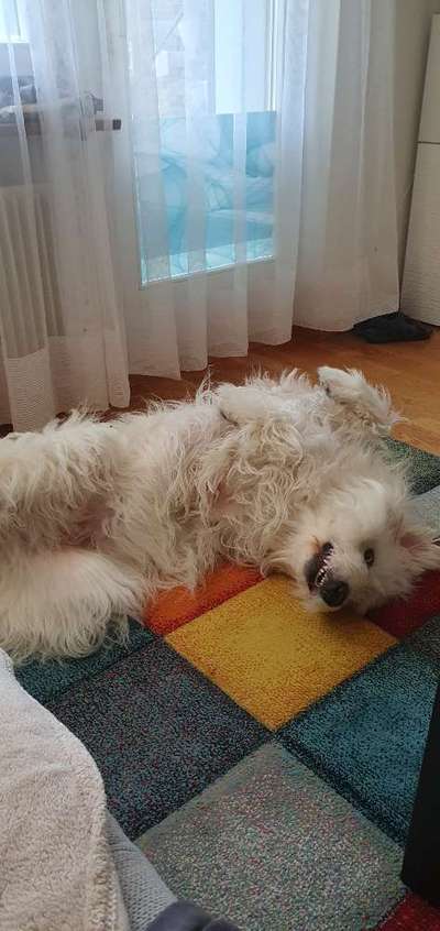 TierschutzhundeStammtisch🐕-Beitrag-Bild