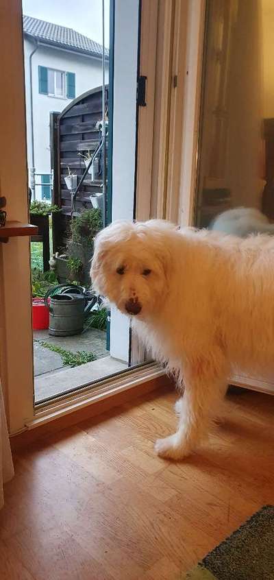 TierschutzhundeStammtisch🐕-Beitrag-Bild