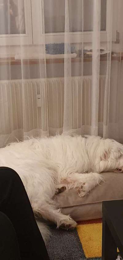 TierschutzhundeStammtisch🐕-Beitrag-Bild