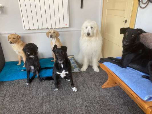 TierschutzhundeStammtisch🐕-Beitrag-Bild