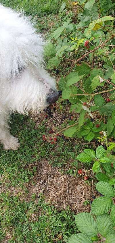 TierschutzhundeStammtisch🐕-Beitrag-Bild