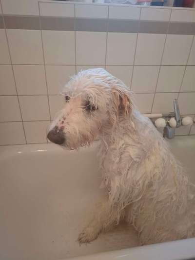 TierschutzhundeStammtisch🐕-Beitrag-Bild