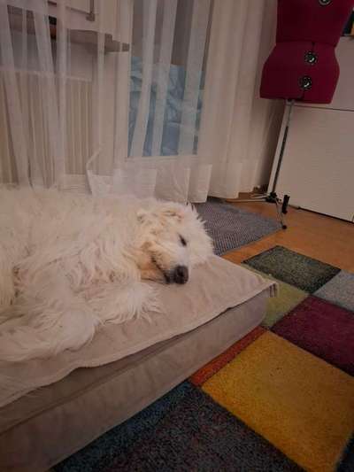 TierschutzhundeStammtisch🐕-Beitrag-Bild