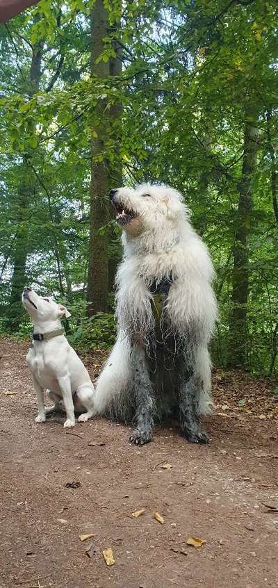 TierschutzhundeStammtisch🐕-Beitrag-Bild