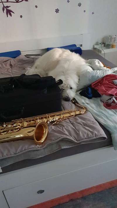 TierschutzhundeStammtisch🐕-Beitrag-Bild